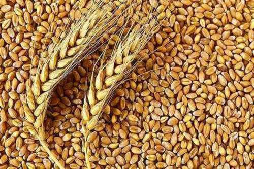 Assorted grains like rice, wheat, and millet